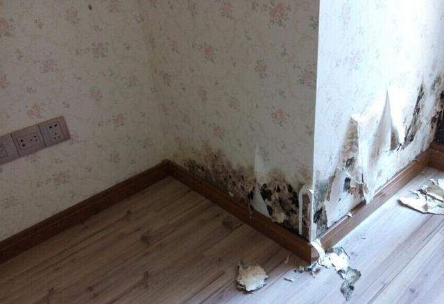 墙纸发霉怎么处理 如何预防墙纸发霉